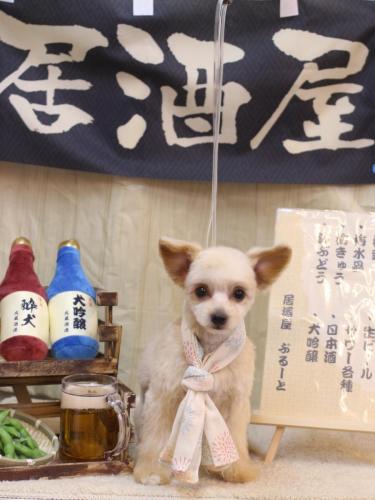 20240623チプレちゃん